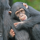Illustration for article titled Chimps emerge from the womb headfirst, just like humans